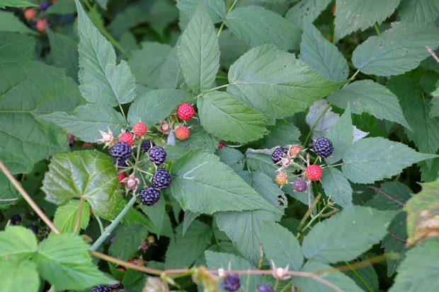The treats were good on this section of the trail, blackberries in season.