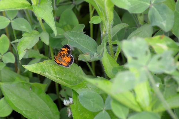 And the butterflies.