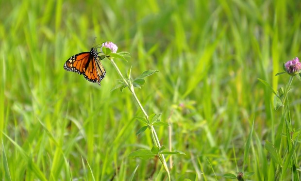 Monarch butterfly.