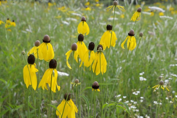 Yellow coneflowers.