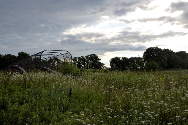 to get to the bridge I had to wade through chest-high Queen Anne's lace and other wild flora.