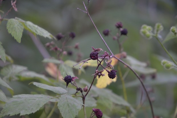 Further "wild" life: berries.