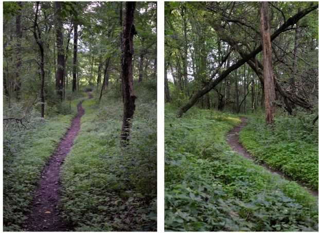 For a few minutes the trail dipped through a nearby woods.