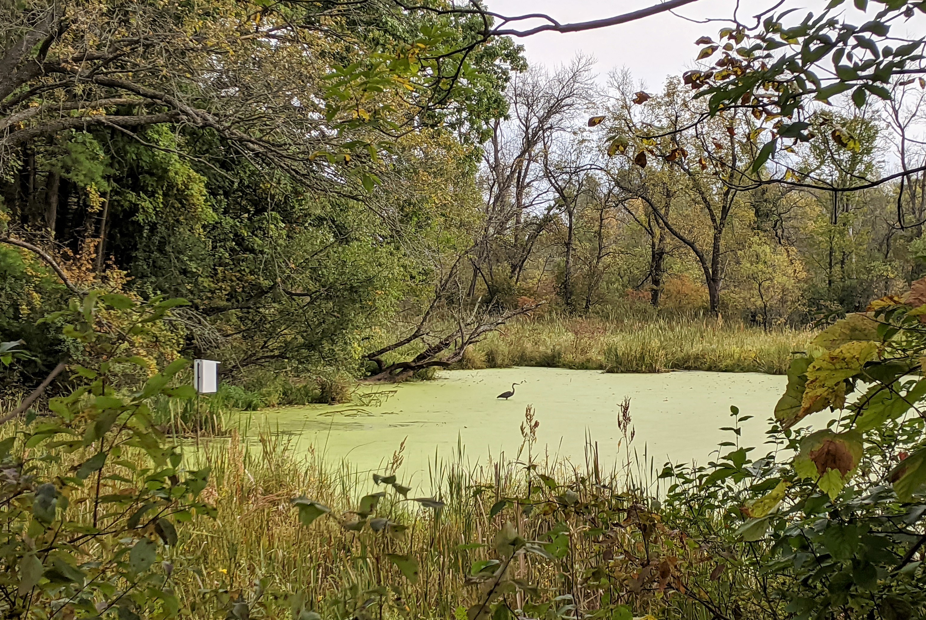 The Sugar River Trail goes through marshy bottomland along the Sugar River,