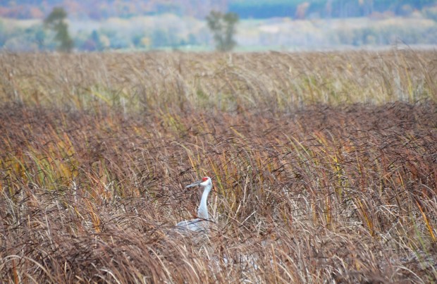 We saw one sandhill crane.We saw one sandhill crane.