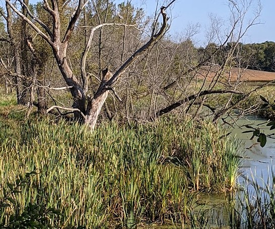 PXL_20200925_140736255 (2)