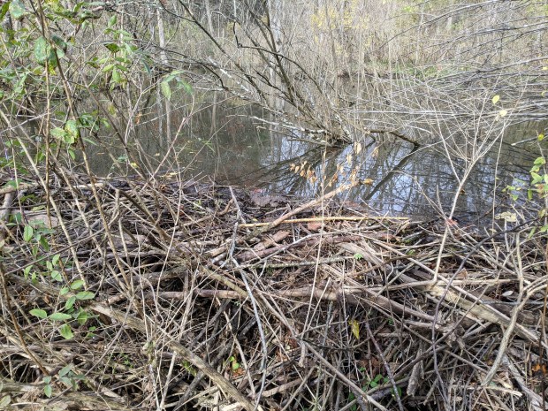 PXL_20201020_153642701 (2)