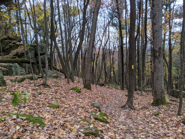 On the way down I spotted two white-tail deer, moving too quickly to get a photo.