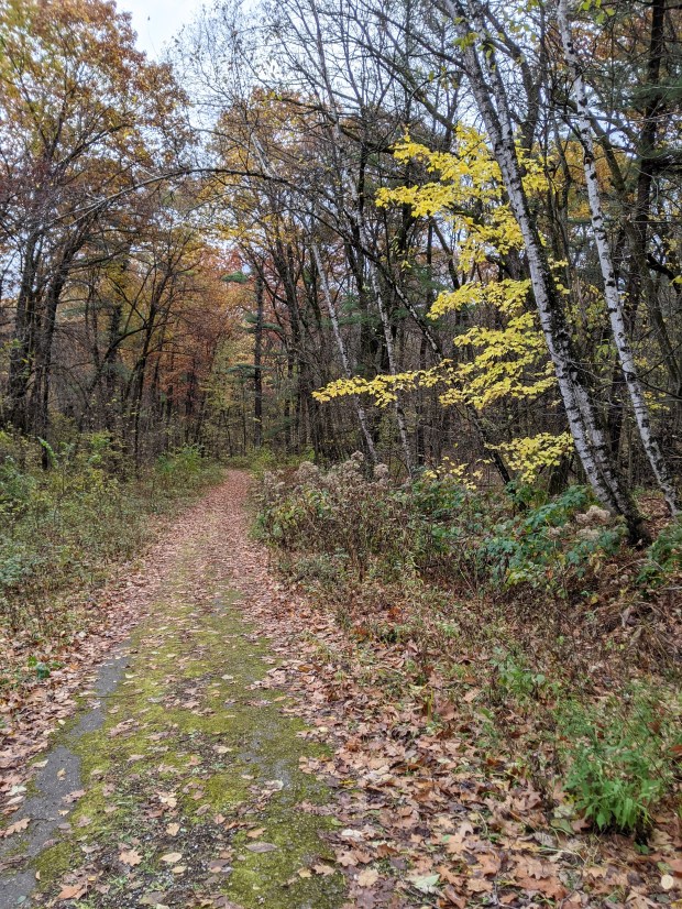 PXL_20201024_140530299