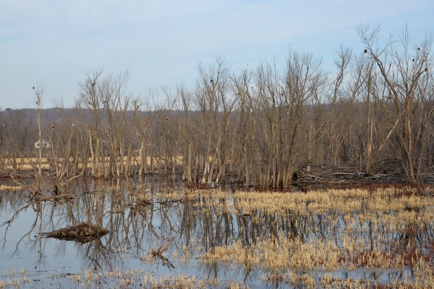 There were dozens, sitting in the trees.