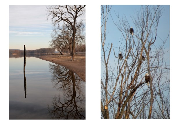 At the north end of the park, an eagle perched above the river gauge. But in order to see a lot more eagles I had to drive north of town, to a favorite fishing backwater.