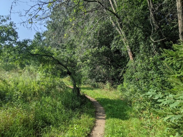 Track through the field to the woods