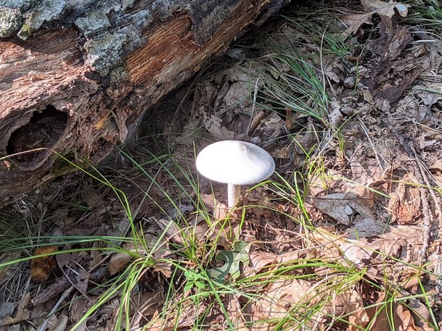 Oh, and I met one fungi.