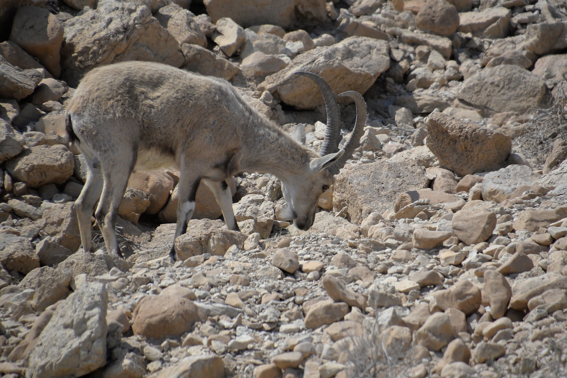 The ibex are often seen at Engedi.