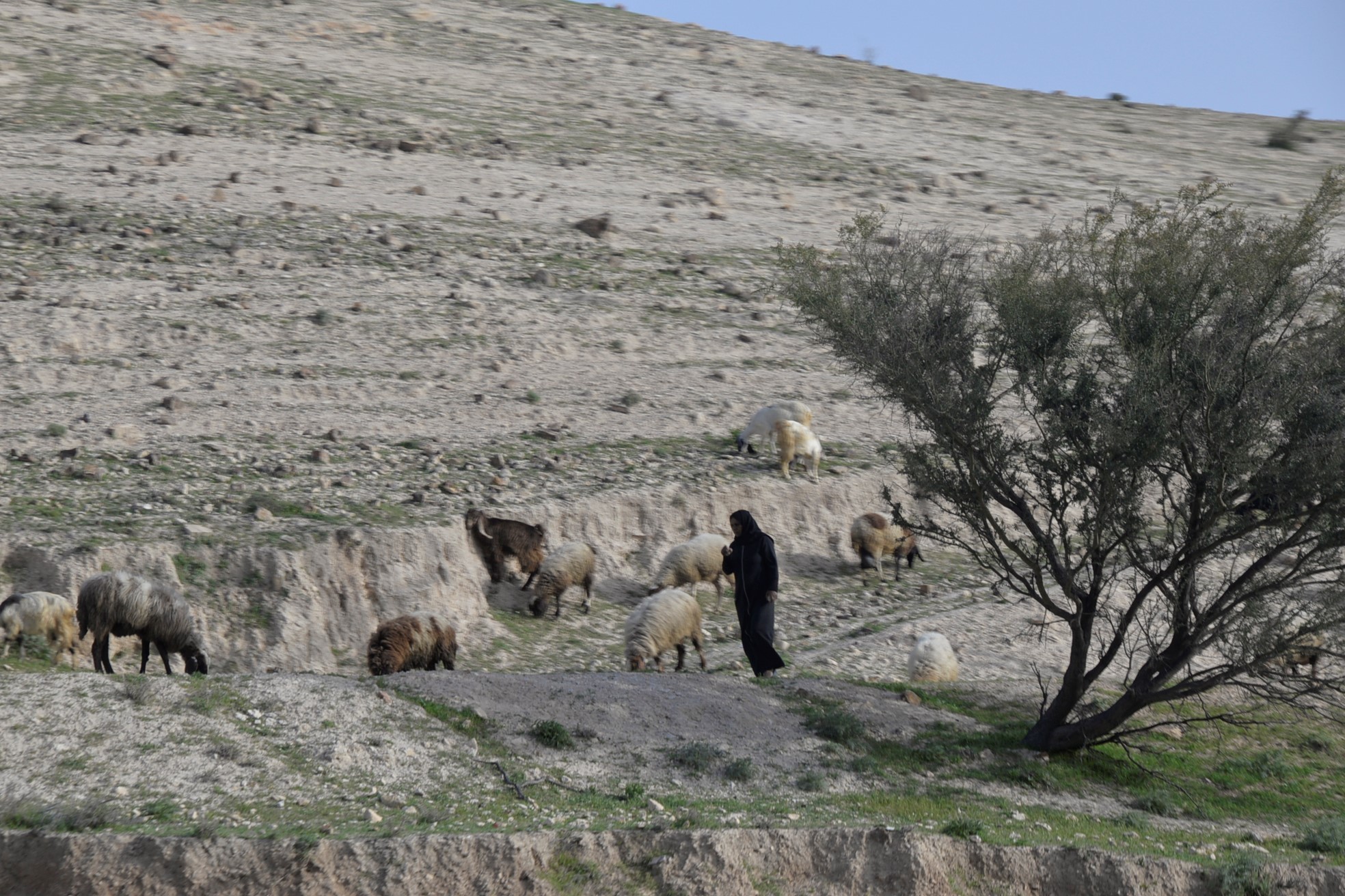 We headed east, back through the Wilderness of Judea, where we saw lots more sheep and shepherds.