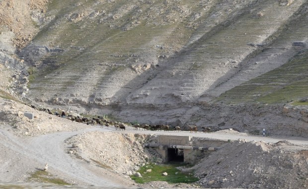 Lots more sheep and shepherds.