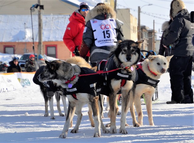 It's all about the dogs, the athletes of the Iditarod.