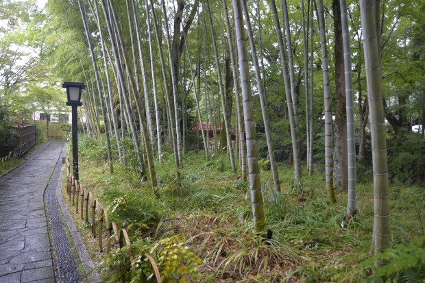 Then we went for a walk in a bamboo forest.