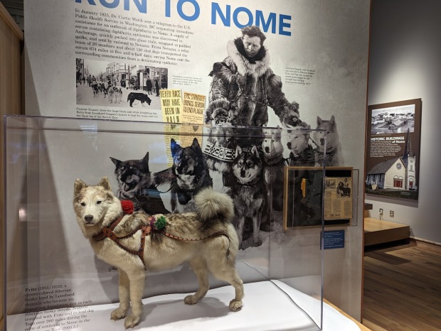 Fritz, dog-sled hero, featured.