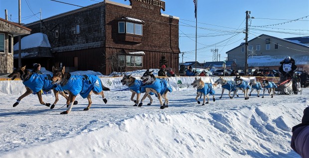 Between the 8th and 12th days of the race, the rest of the mushers arrived. The 50th running featured a field of 33 teams.