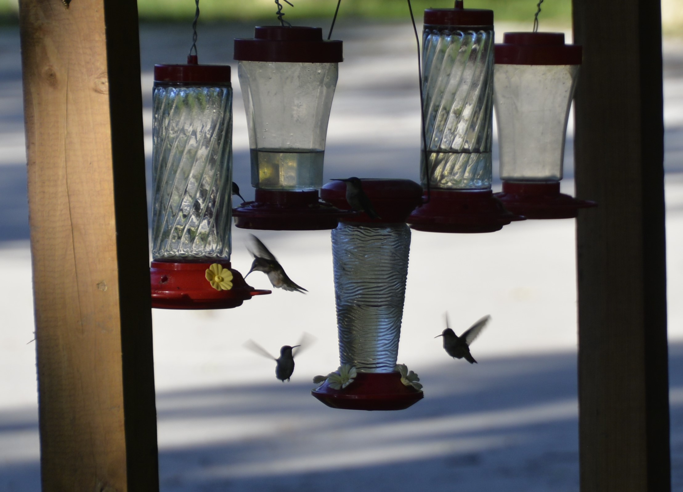 I always enjoy watching the hummingbirds at Pikes Peak