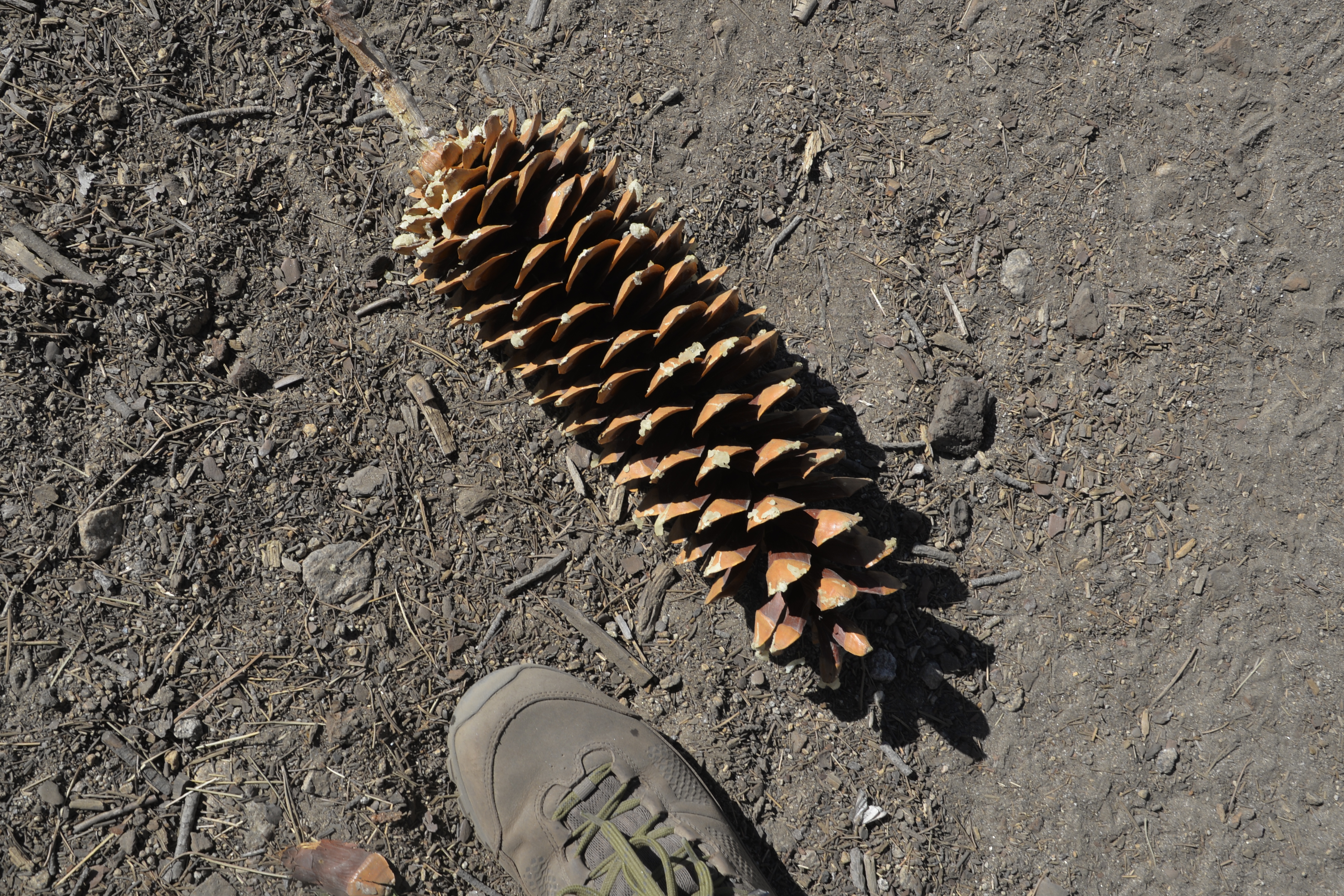 Lots of interesting things to see along the trail, like giant pine cones. I also learned that ponderosa pines smell like butterscotch.