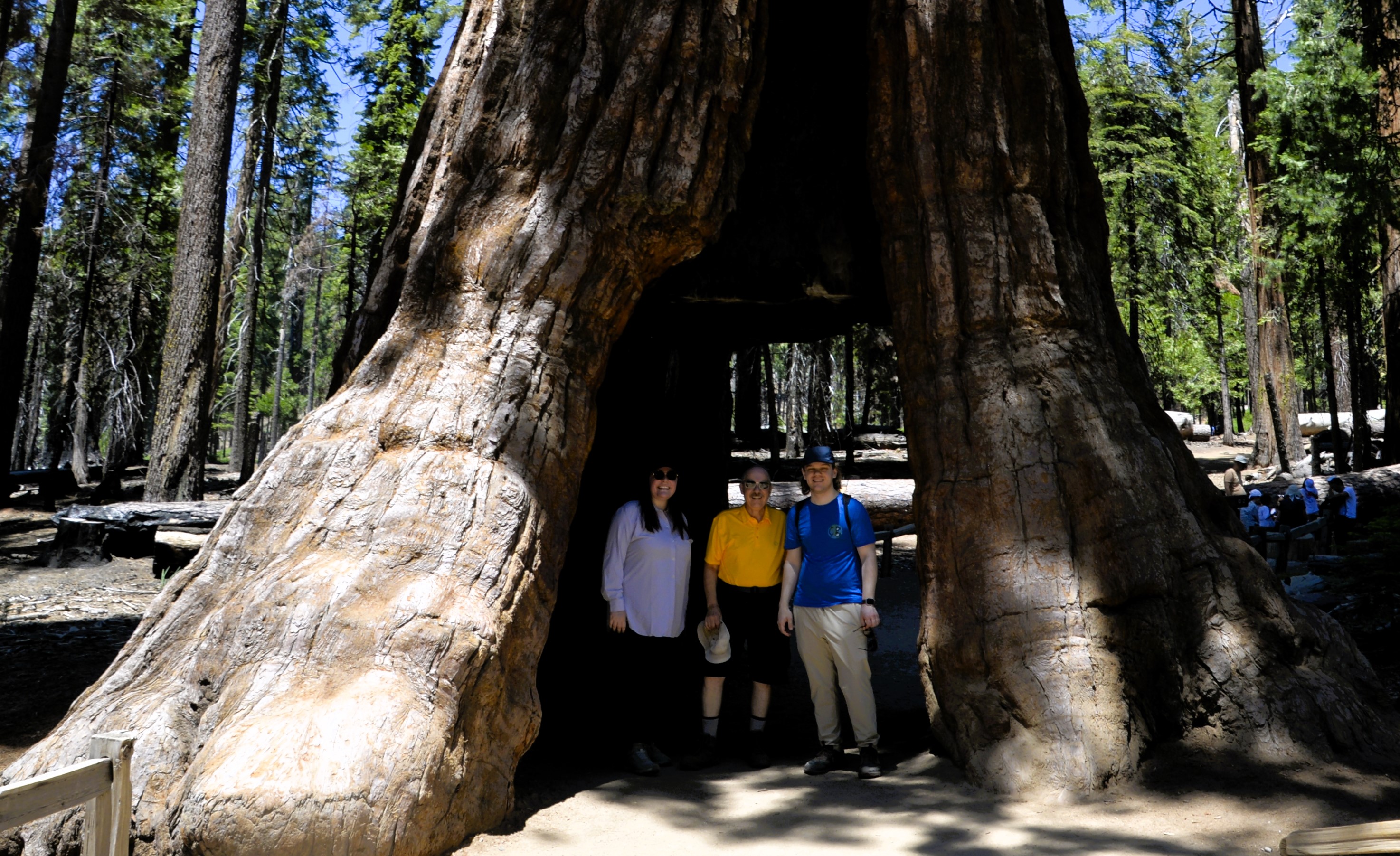 We also visited the redwood trees at the Maricopa Grove.