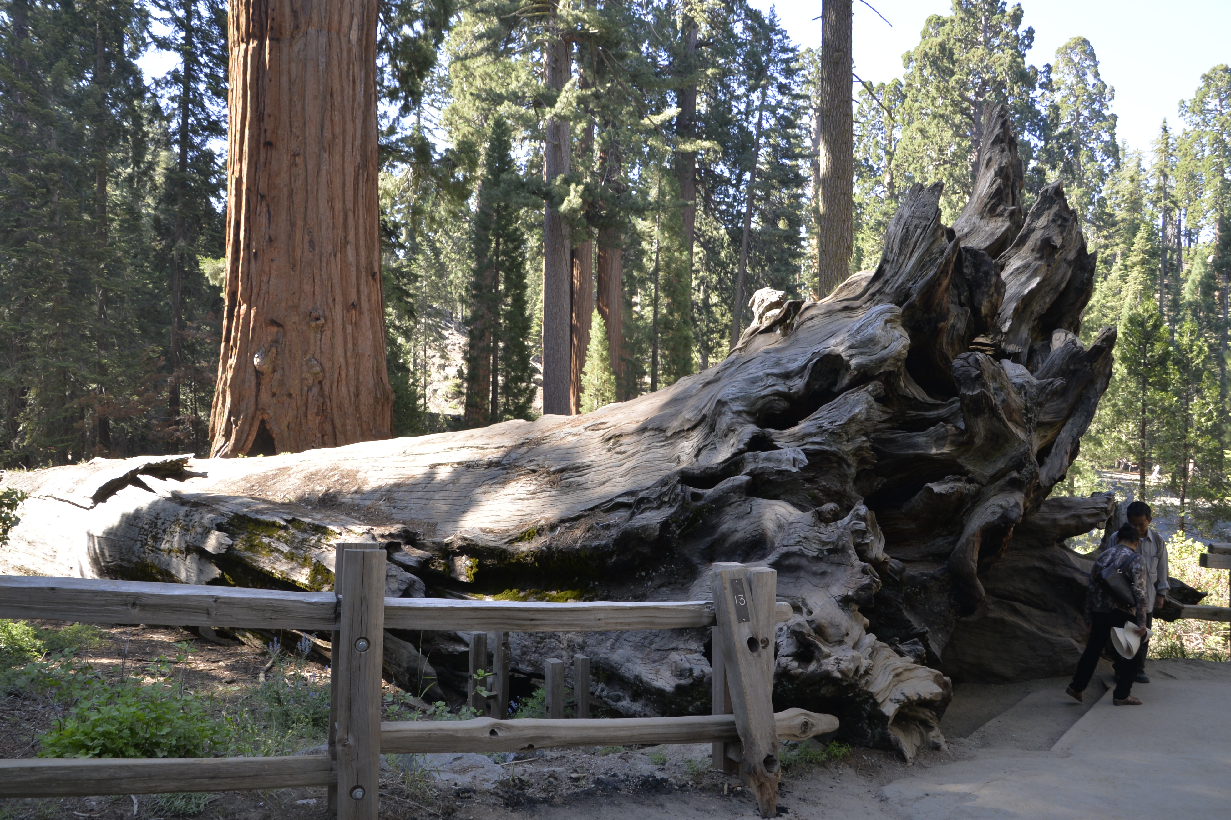 You can walk through a tree lengthwise...