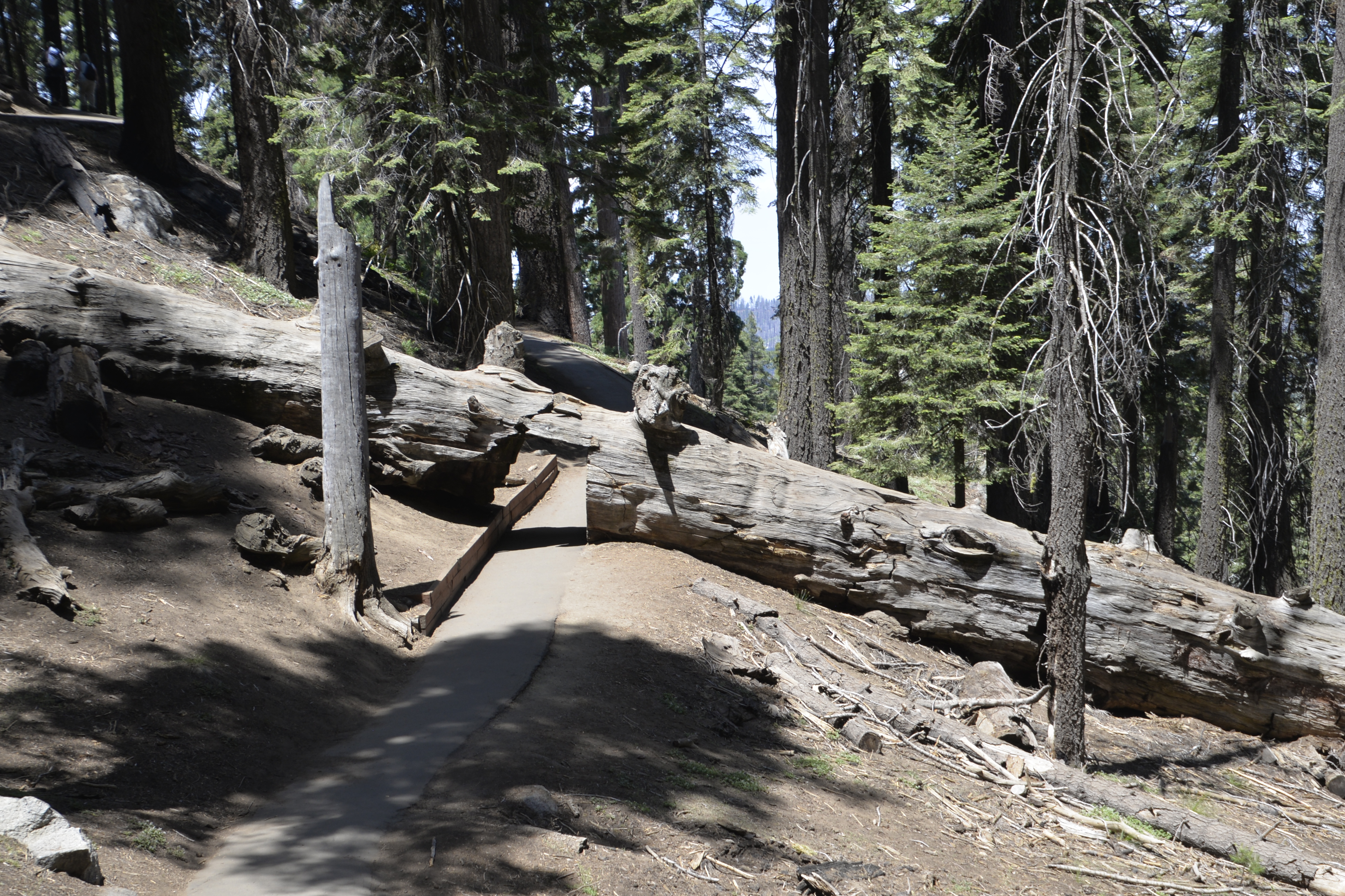 You can walk through the width of a tree.