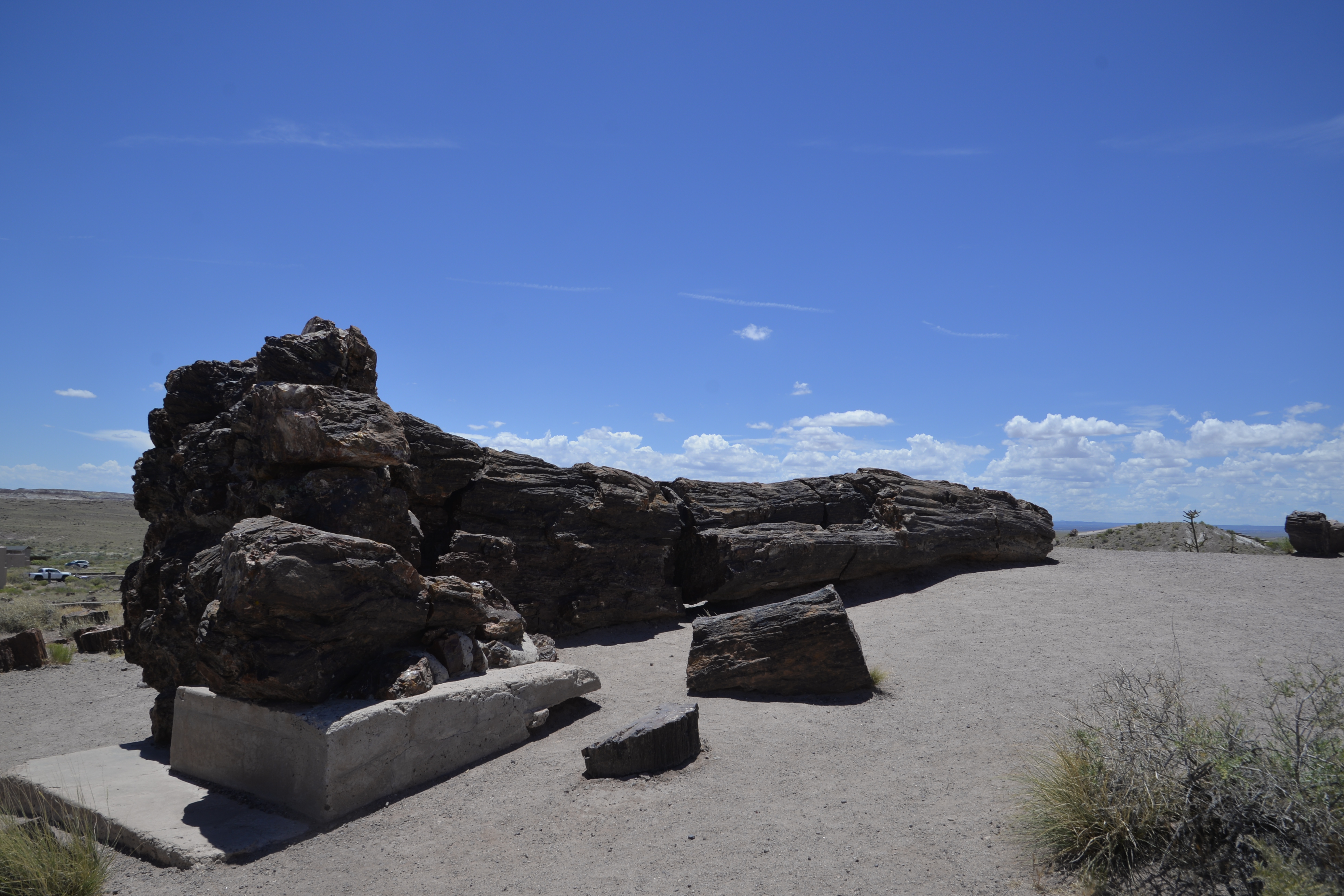 All the trees are down.