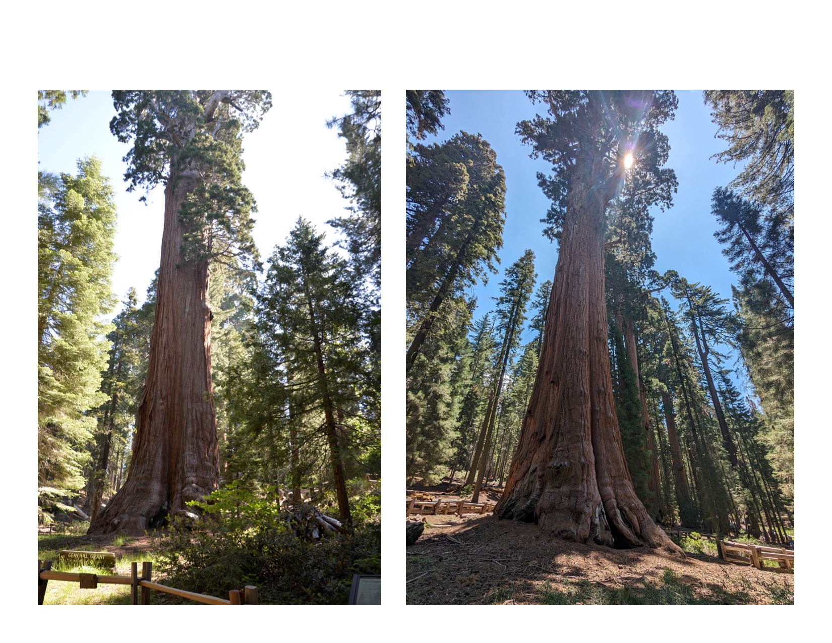 Two of the largest trees in the world are in these parks, by volume and by height. General Grant (left) is in Kings Canyon and General Sherman (right) is in Sequoia.