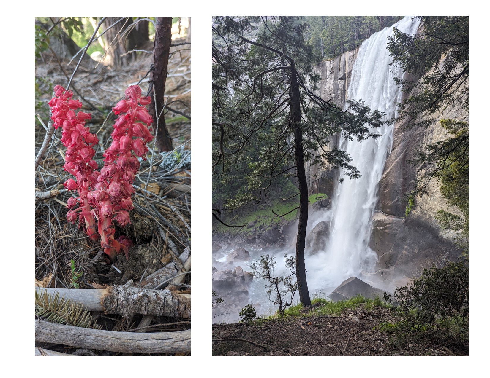 I was walking along and I saw this splash of brilliant red, that turned out to be a snow plant.