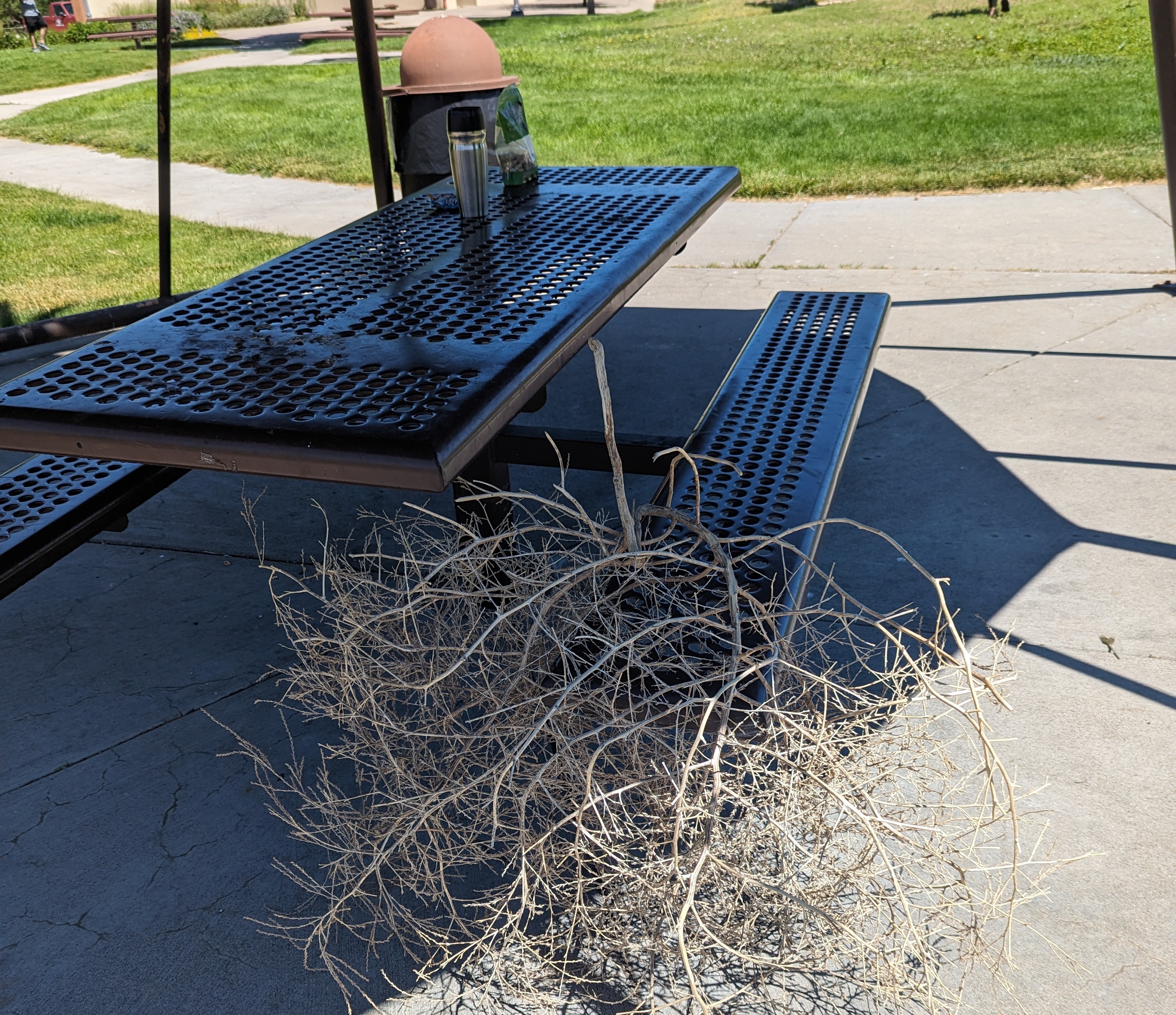 As I crossed into Colorado, I stopped for lunch with a tumbleweed.