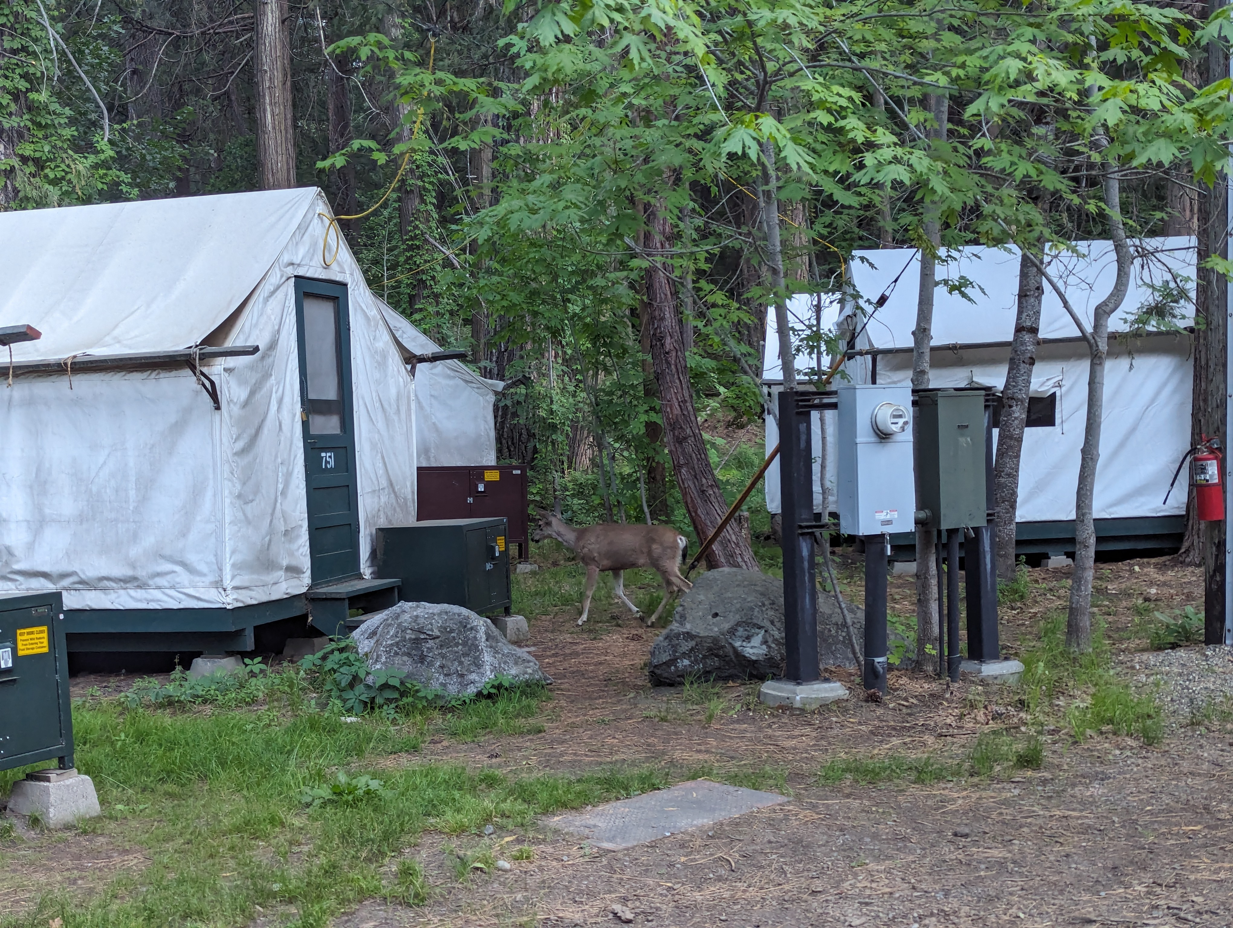 A mule deer wandering past my front door as I was moving in.