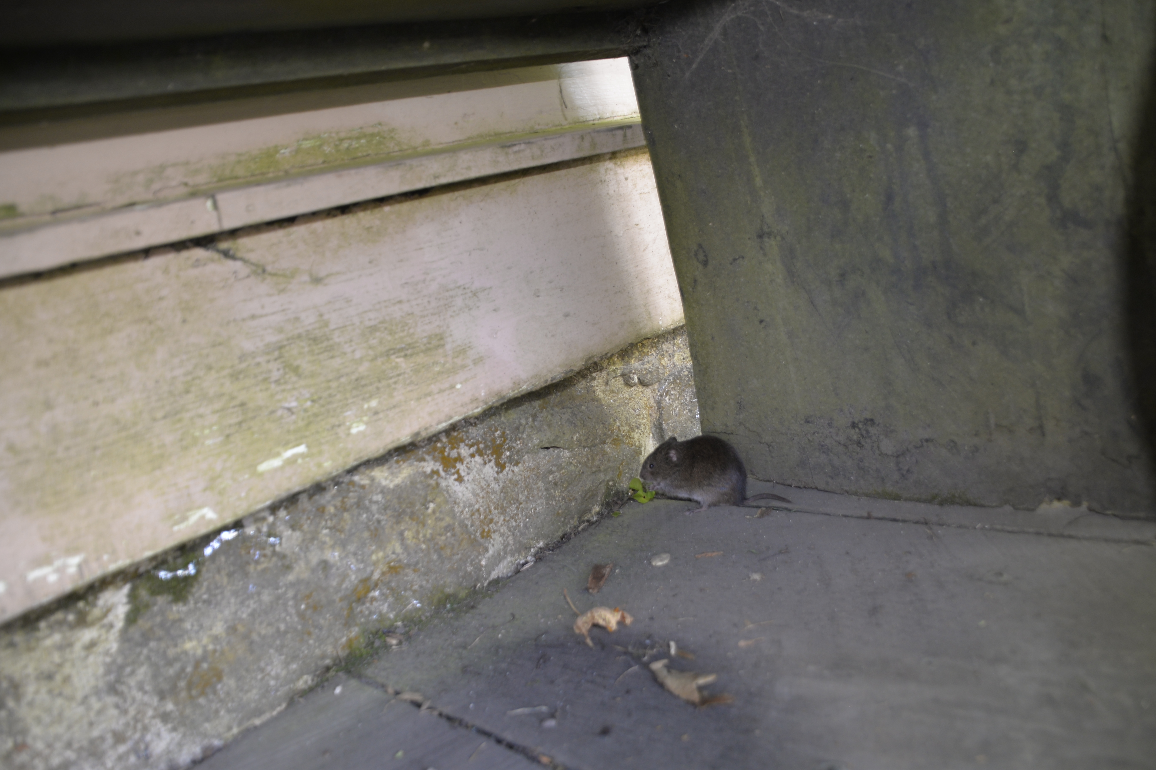 I sat on a bench to eat my lunch and soon realized I had a dining companion under the bench.