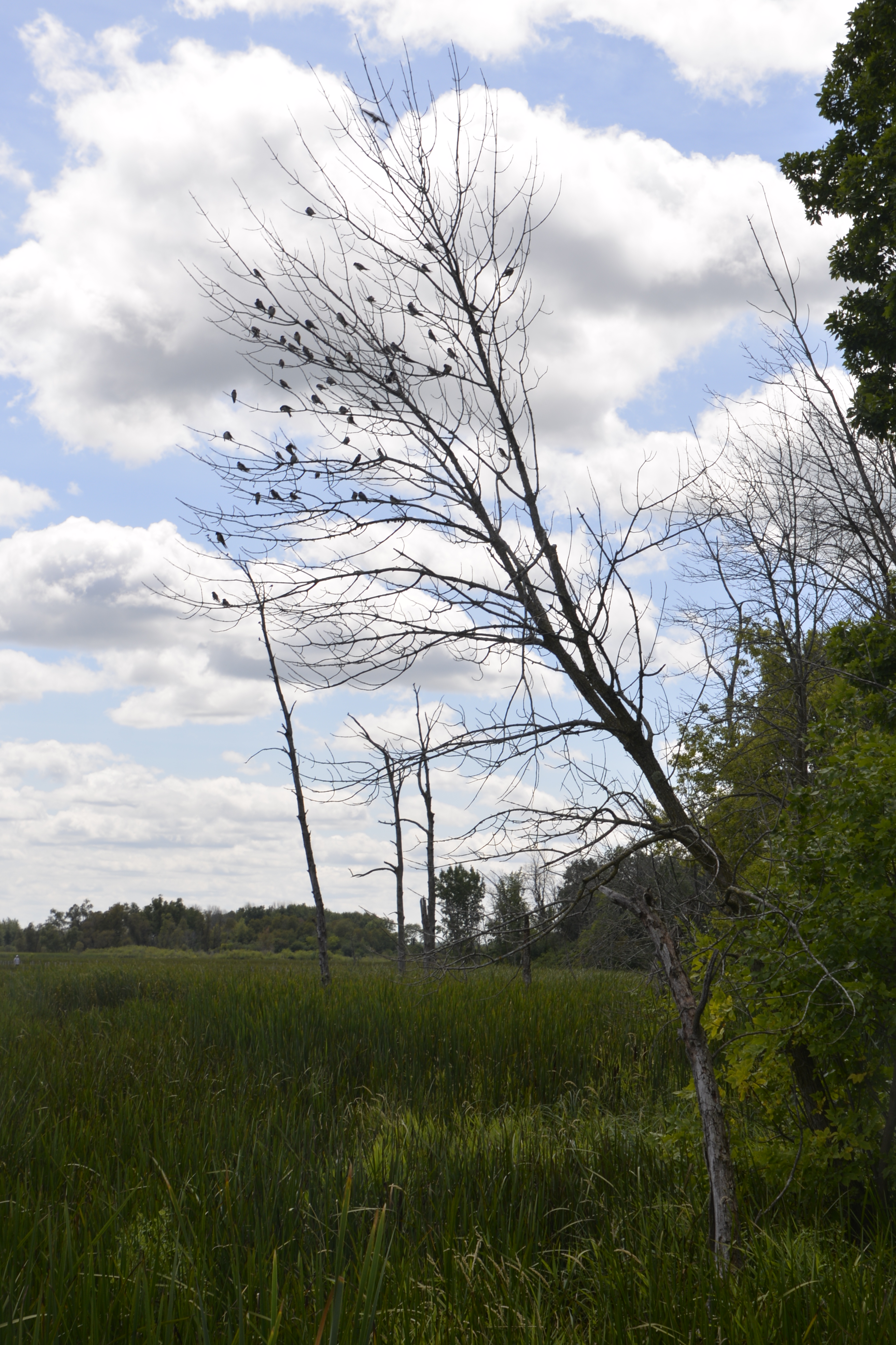 Final stop of the weekend, on the way home, Horicon Marsh, where the birds of a feather were flocked together.